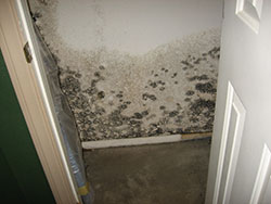 Mold Remediation EMS | Indoor Mold | Toxic Mold