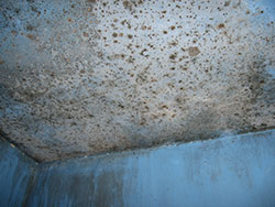 Moldy Ceiling | Toxic Mold | Black Toxic Mold | Remove Mold | Mold Remediation