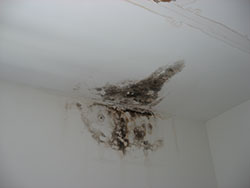 Toxic Mold | EMS | Environmental Management Solutions | Mold Remediation
